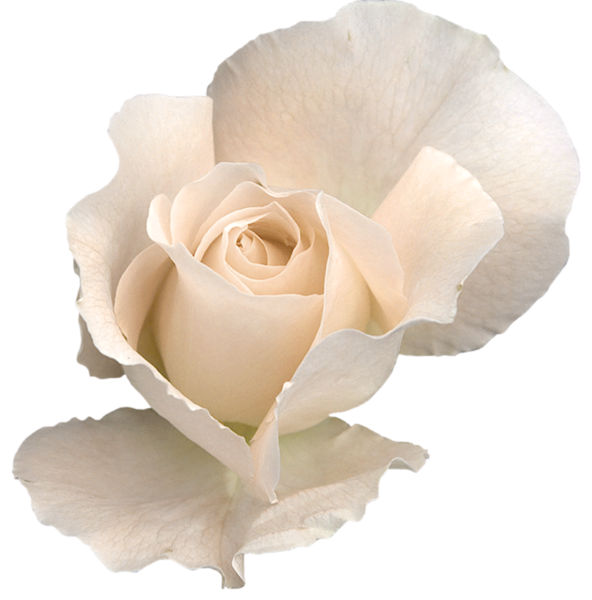 This png image - White Rose PNG Clipart Image, is available for free download