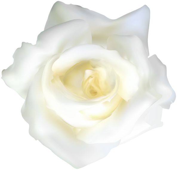 This png image - White Rose Transparent Clip Art, is available for free download