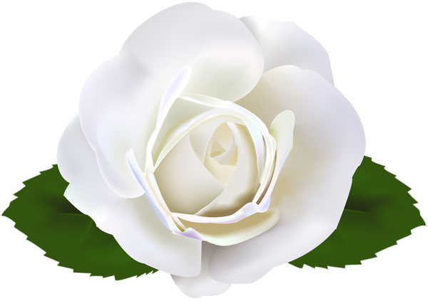 This png image - White Rose Transparent Clip Art Image, is available for free download