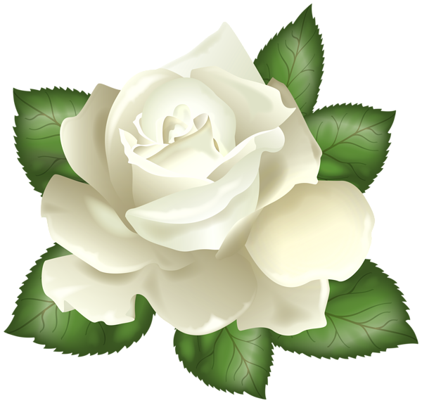 This png image - White Rose Transparent PNG Clip Art Picture, is available for free download