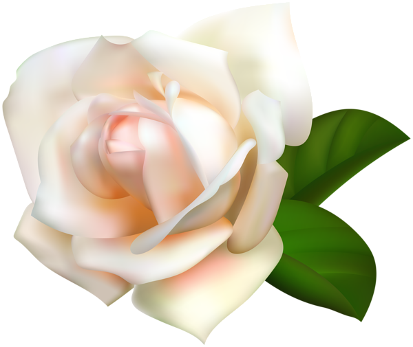 This png image - White Rose Transparent PNG Image, is available for free download
