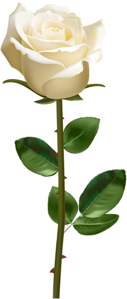 This png image - White Rose with Stem Transparent PNG Image, is available for free download