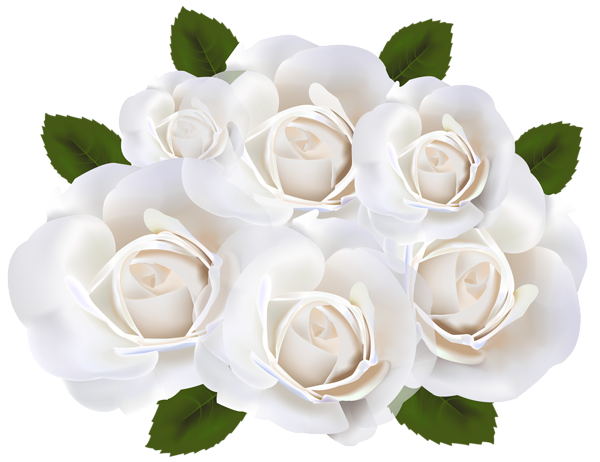 White Roses PNG Clip Art Transparent Image | Gallery ...