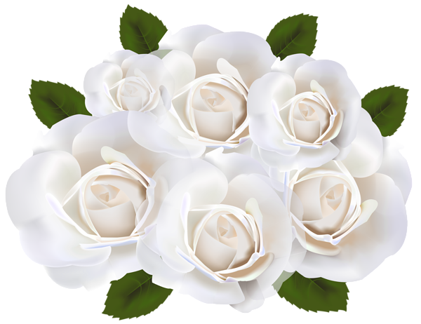This png image - White Roses PNG Clip Art Transparent Image, is available for free download