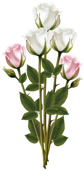This png image - White and Pink Rose Bouquet Transparent PNG Clip Art Image, is available for free download