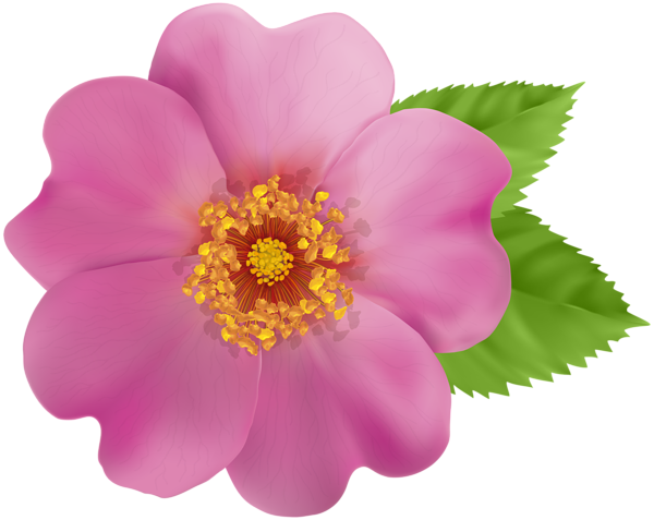 This png image - Wild Rose Flower PNG Clip Art Image, is available for free download