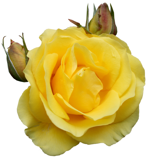 This png image - Yellow Rose PNG Clipart, is available for free download
