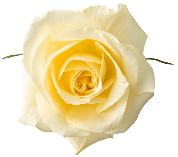 This png image - Yellow Rose PNG Clipart Picture, is available for free download
