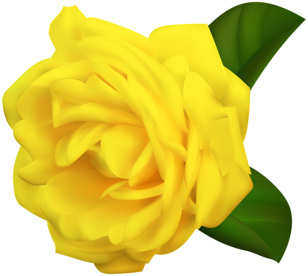 This png image - Yellow Rose Transparent Clipart Image, is available for free download
