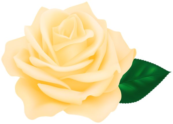 This png image - Yellow Rose Transparent PNG Clipart, is available for free download