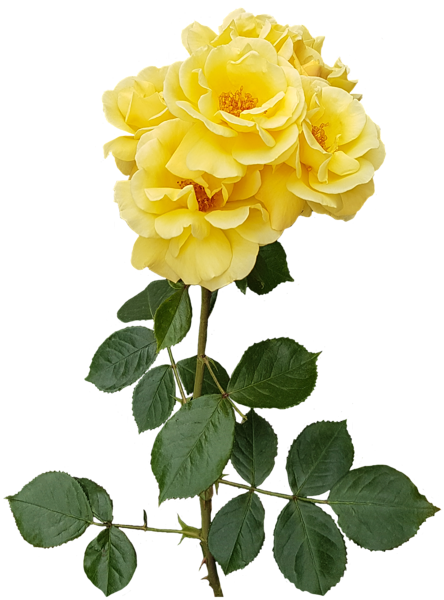 Yellow Rose Transparent PNG Image | Gallery Yopriceville - High-Quality ...