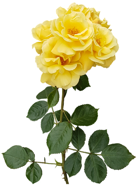 This png image - Yellow Rose Transparent PNG Image, is available for free download