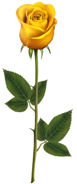 This png image - Yellow Rose with Stem PNG Transparent Clip Art Image, is available for free download