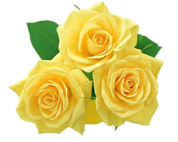 This png image - Yellow Roses PNG Clipart, is available for free download