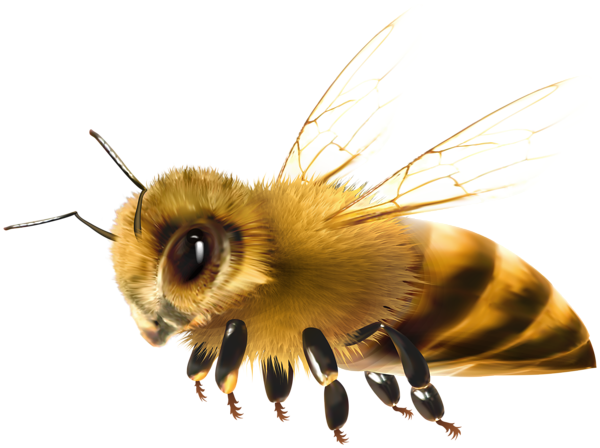 This png image - Bee PNG Clipart, is available for free download