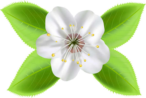 This png image - Blooming Spring Flower Clip Art Image, is available for free download
