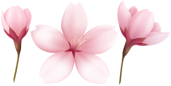 This png image - Blooming Spring Tree Flowers Pink Transparent Image, is available for free download