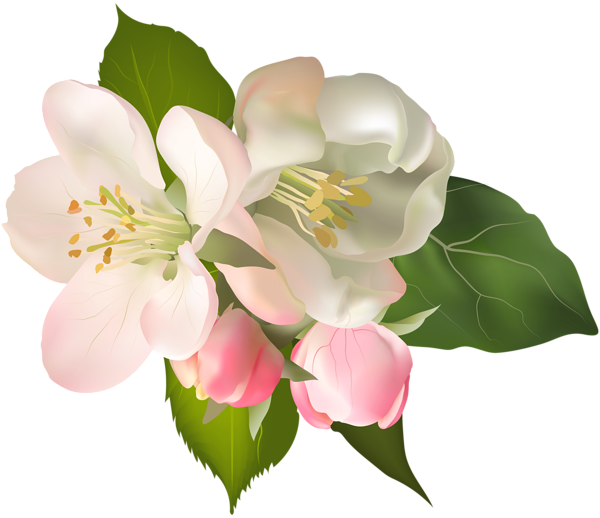 This png image - Blossom Spring Fower PNG Clip Art Image, is available for free download