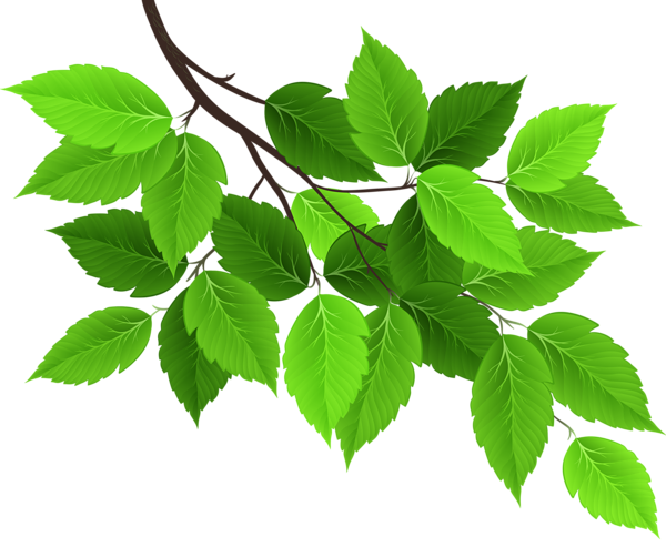 This png image - Branch with Green Leaves PNG Clip Art Image, is available for free download