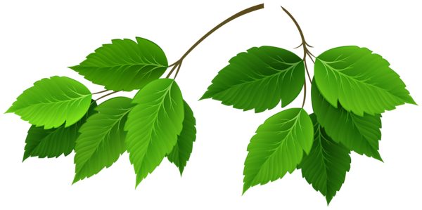 This png image - Branches with Green Leaves Clipart, is available for free download