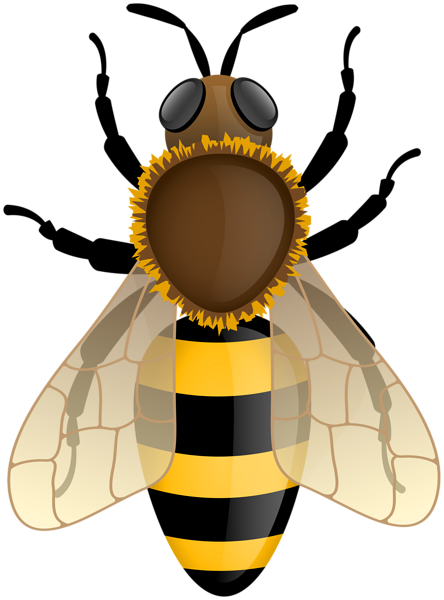 Bumblebee PNG Clipart | Gallery Yopriceville - High-Quality Images and