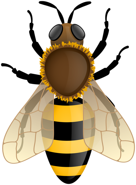 This png image - Bumblebee PNG Clipart, is available for free download