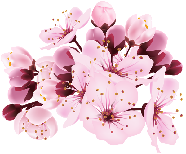 This png image - Cherry Blossom Decorative Transparent Image, is available for free download