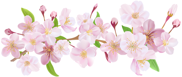 This png image - Cherry Blossom Spring Branch PNG Clip Art, is available for free download