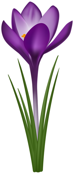 This png image - Crocus PNG Transparent Clipart, is available for free download