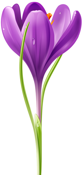 This png image - Crocus Transparent Image, is available for free download