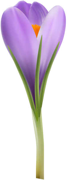 This png image - Crocus Transparent PNG Clip Art Image, is available for free download