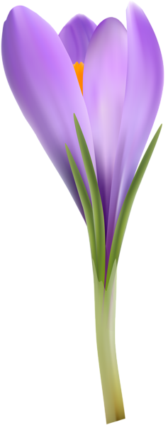 This png image - Crocus Transparent PNG Image, is available for free download