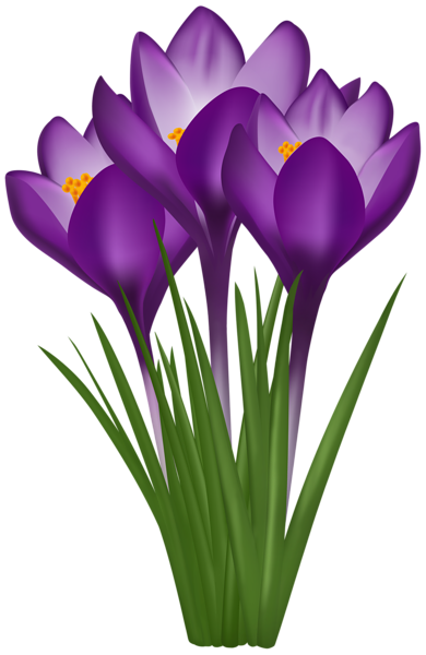 This png image - Crocuses PNG Transparent Clipart, is available for free download