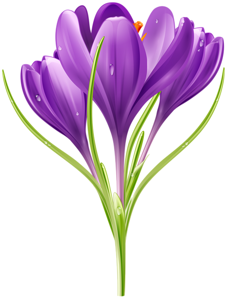 This png image - Crocuses Transparent Image, is available for free download