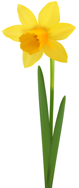This png image - Daffodil Flower Transparent Image, is available for free download