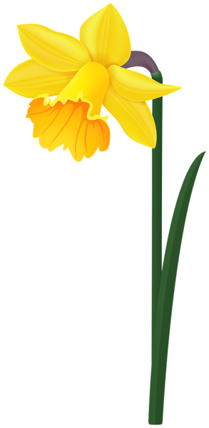 Daffodil Yellow Flower PNG Image | Gallery Yopriceville - High-Quality