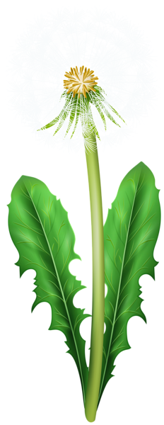 This png image - Dandelion PNG Clipart, is available for free download