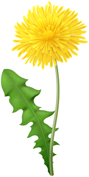 This png image - Dandelion Transparent PNG Clipart, is available for free download