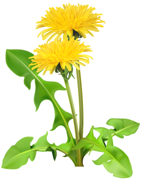 This png image - Dandelions PNG Transparent Clip Art Image, is available for free download