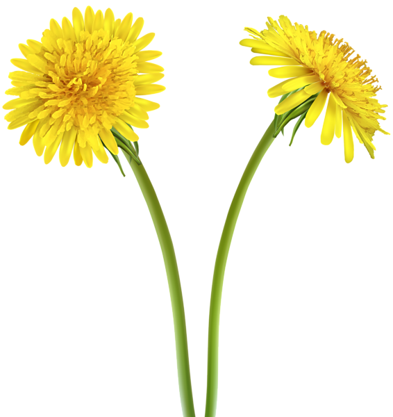 This png image - Dandelions Transparent Clip Art Image, is available for free download