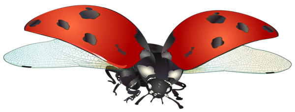This png image - Flying Ladybug PNG Clip Art Image, is available for free download