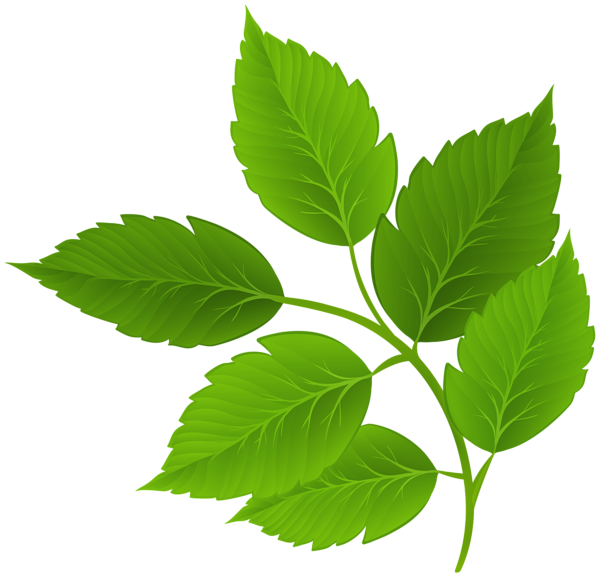 This png image - Green Branch Clipart Image, is available for free download