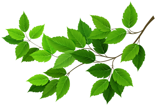 This png image - Green Branch PNG Clipart Image, is available for free download