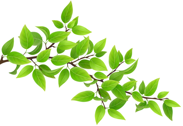 This png image - Green Branch Transparent PNG Clip Art Image, is available for free download