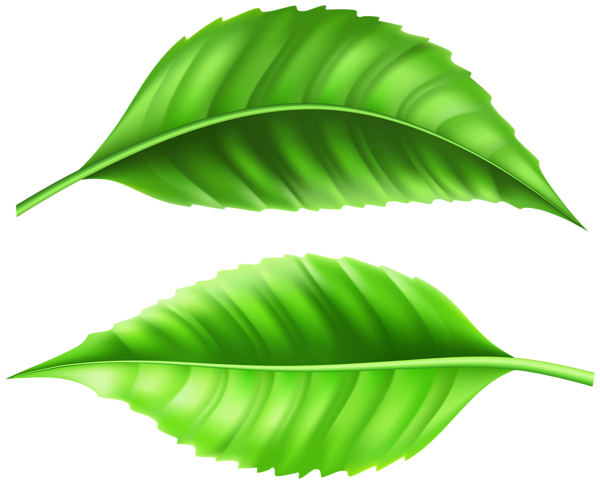 This png image - Green Fresh Leaves PNG Clipart, is available for free download