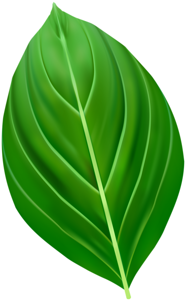 This png image - Green Leaf Realistic PNG Clipart, is available for free download