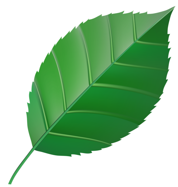 Green Leaf Transparent Clip Art Image​  Gallery Yopriceville - High-Quality  Free Images and Transparent PNG Clipart