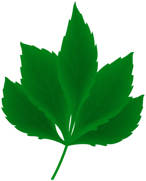 This png image - Green Leaf Transparent Clipart, is available for free download