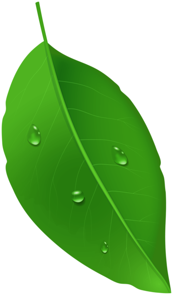 This png image - Green Leaf with Dew Drops PNG Clipart, is available for free download