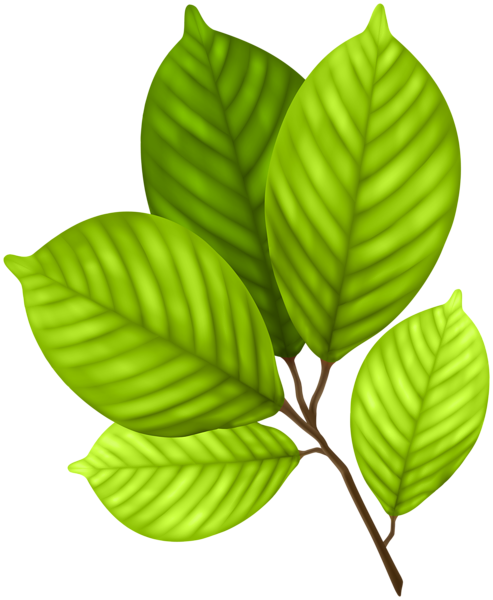 This png image - Green Leaves Branch PNG Clipart, is available for free download